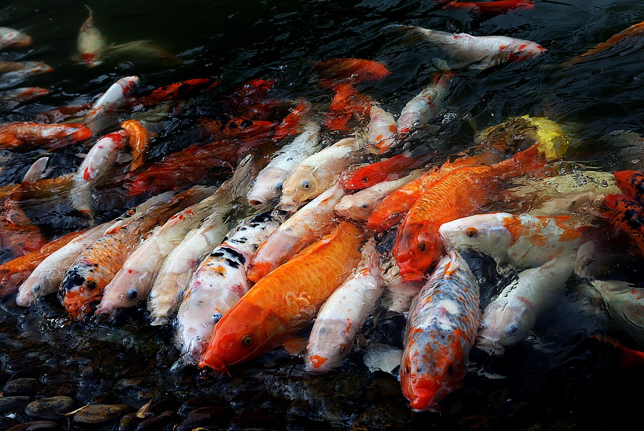ปลาคราฟสีส้มขาวและลายด่าง