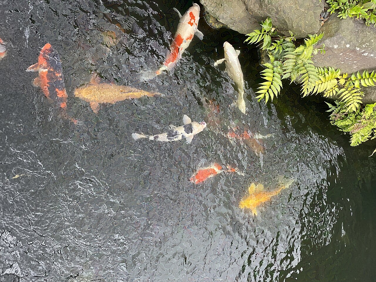 ปลาคราฟในบ่อน้ำใสข้างพืชน้ำ